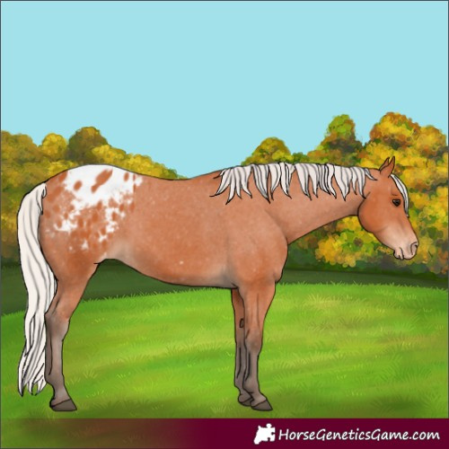 Horse Color:Unknown 