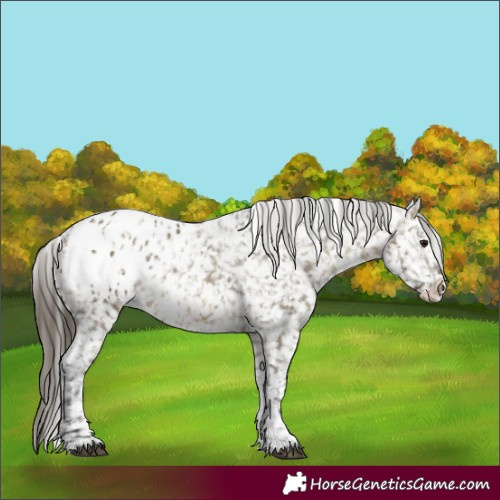 Horse Color:Buckskin Dun Appaloosa  and Buckskin Dun Appaloosa 