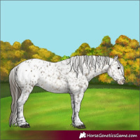 Horse Color:Buckskin Dun Blanket and Buckskin Dun Blanket