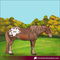 Horse Color:Chestnut Appaloosa