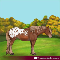 Horse Color:Chestnut Blanket 