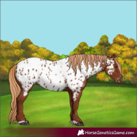 Horse Color:Chestnut Appaloosa