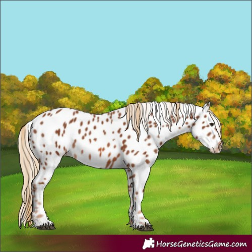 Horse Color:Chestnut Appaloosa 