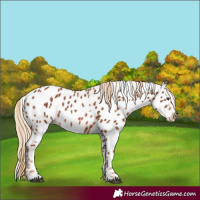 Horse Color:Chestnut Appaloosa 