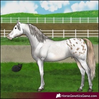 Horse Color:Buckskin Dun Blanket  and Buckskin Dun Blanket 