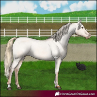 Horse Color:Red Dun Varnish 