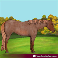 Horse Color:Red Roan 