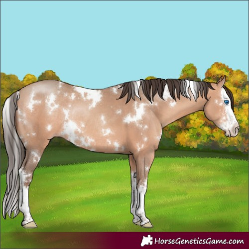 Horse Color:White Spotted Amber Champagne Sabino Splash Rabicano