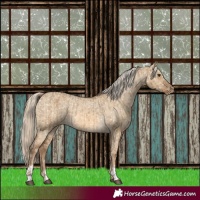 Horse Color:Chocolate Palomino Dun Appaloosa  and Chocolate Palomino Dun Appaloosa 