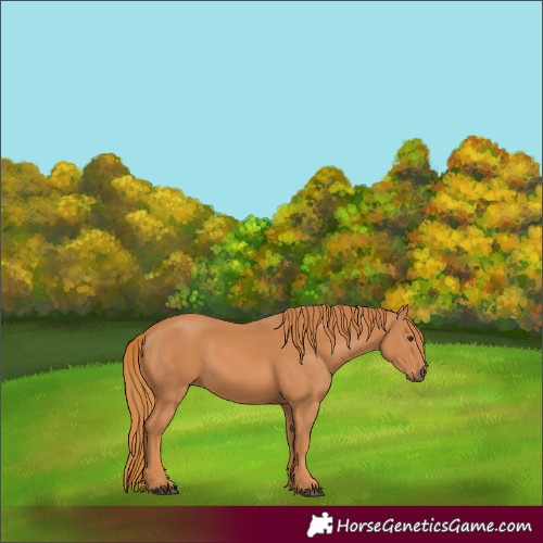 Horse Color:Chestnut 