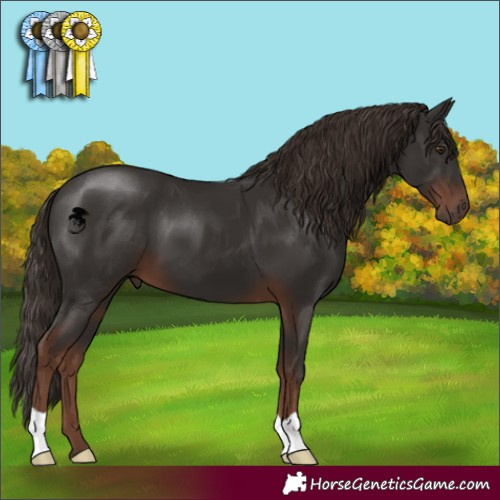 Horse Color:Liver Chestnut 