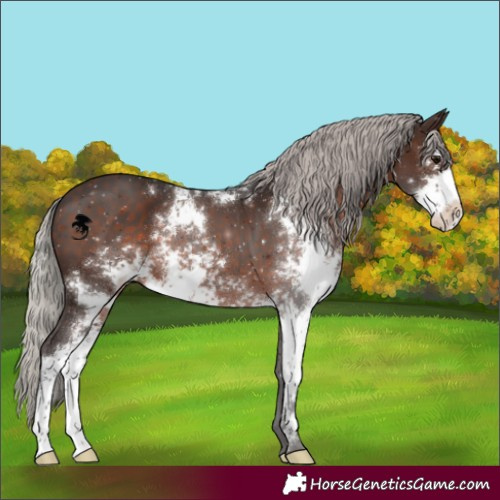 Horse Color:Silver Brown Sabino 
