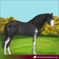Horse Color:Black Sabino 
