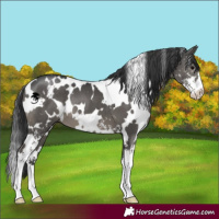 Horse Color:White Spotted Grullo Sabino 