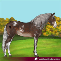 Horse Color:Silver Brown Sabino Varnish 