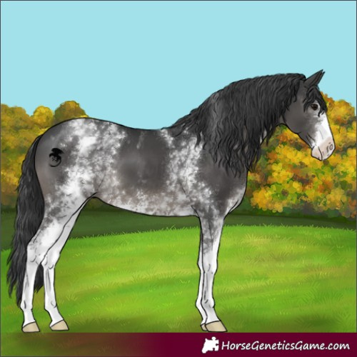 Horse Color:White Spotted Black Sabino