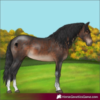 Horse Color:Brown Sabino 
