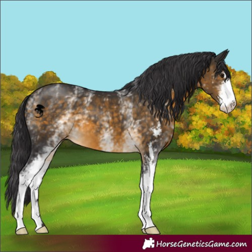 Horse Color:White Spotted Buckskin Sabino