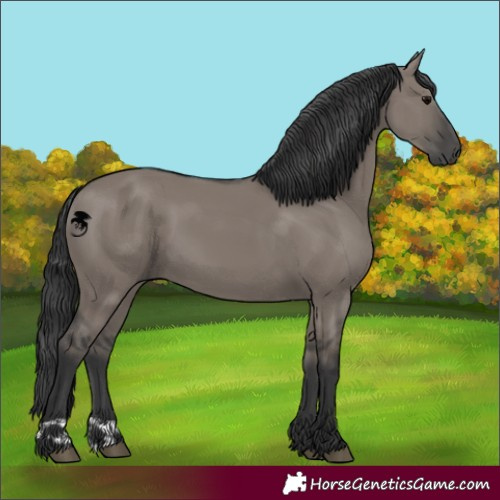 Horse Color:Grullo 