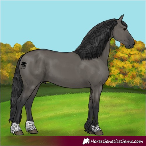 Horse Color:Grullo 