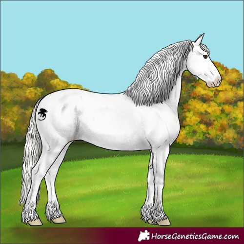 Horse Color:White Spotted Liver Red Dun Mushroom Appaloosa 