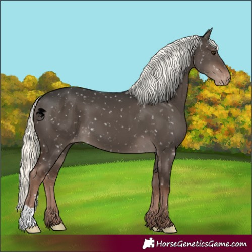 Horse Color:Liver Red Dun Mushroom Appaloosa 