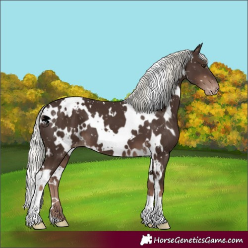Horse Color:White Spotted Liver Chestnut Mushroom Appaloosa 