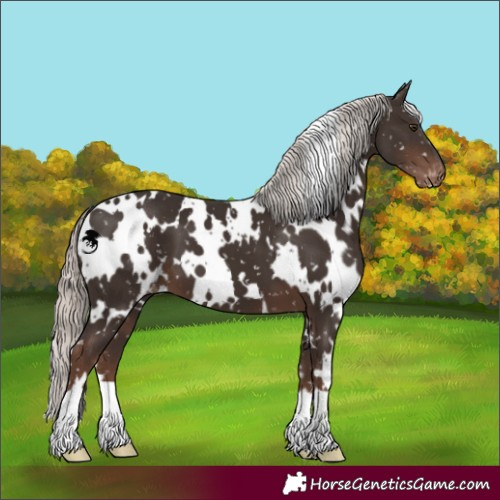 Horse Color:White Spotted Liver Chestnut Mushroom Appaloosa 