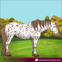 Horse Color:Chestnut Near Leopard 