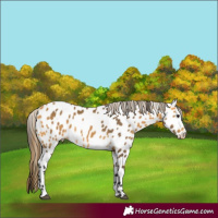 Horse Color:Buckskin Appaloosa