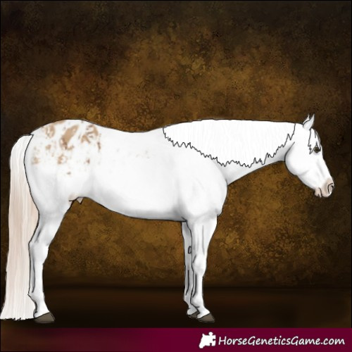 Horse Color:Chocolate Palomino Dun Appaloosa  and Chocolate Palomino Dun Appaloosa 