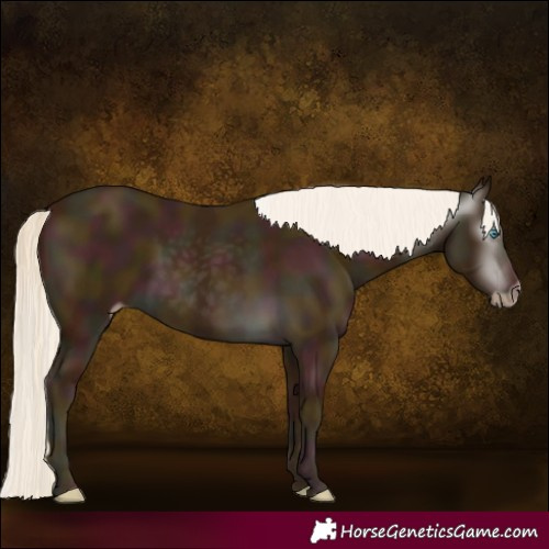 Horse Color:Gray White Spotted Midnight Cremello