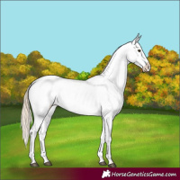 Horse Color:Palomino Dun Appaloosa 