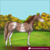 Horse Color:White Spotted Chestnut Sabino 