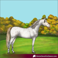 Horse Color:Buckskin Roan Dun Appaloosa  and Buckskin Roan Dun Appaloosa 