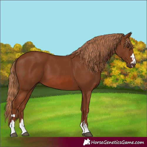 Horse Color:Chestnut 