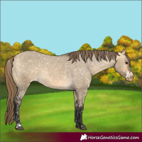 Horse Color:Buckskin Dun Appaloosa and Buckskin Dun Frame Appaloosa