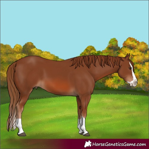 Horse Color:Chestnut Splash 