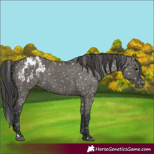 Horse Color:Grullo Appaloosa  and Grullo Appaloosa 