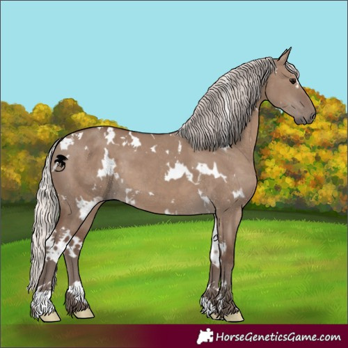 Horse Color:White Spotted Silver Grullo 