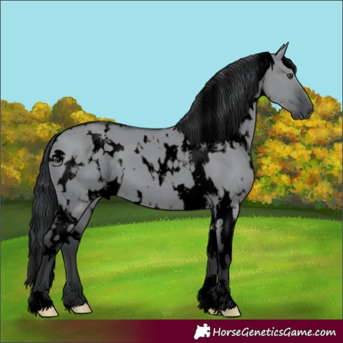 Horse Color:Void White Spotted Grullo Chinchilla 