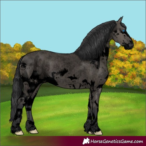 Horse Color:Void Grullo Roan Splash 