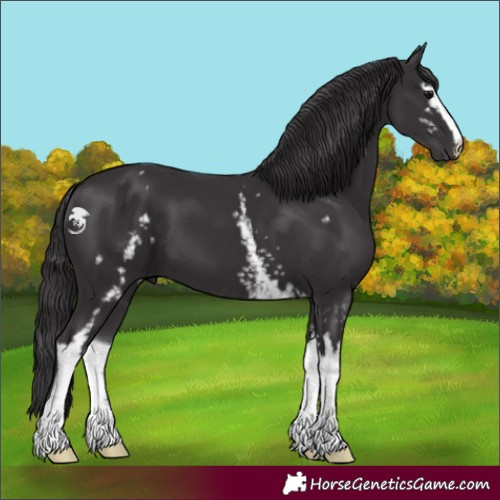 Horse Color:White Spotted Smoky Black Sabino 