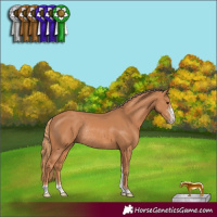 Horse Color:Chestnut Sabino Rabicano