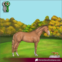Horse Color:Chestnut Sabino Rabicano