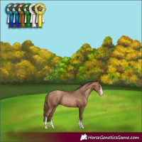 Horse Color:Brown Pearl Sabino Rabicano