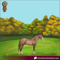 Horse Color:Brown Pearl Sabino Rabicano 