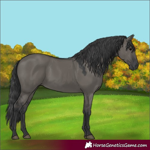 Horse Color:Grullo 