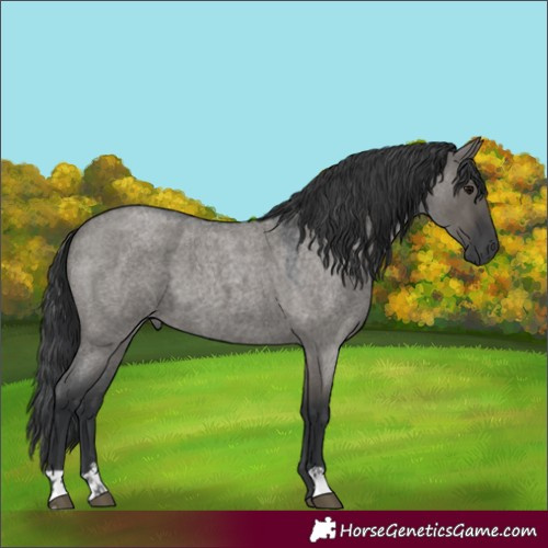 Horse Color:Grullo Roan 