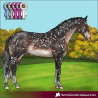 Horse Color:Brown Tobiano Appaloosa Rabicano 